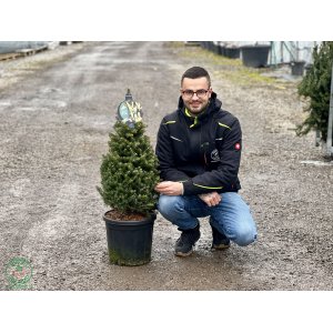 Jedľa kórejská (Abies koreana) - výška 50-60 cm, kont. C18L